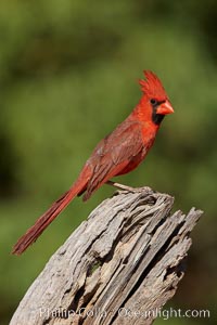 Northern cardinal, male, Cardinalis cardinalis, Amado, Arizona