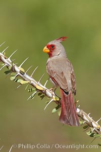 Male Pyrrhuloxia, Cardinalis sinuatus, Arizona.