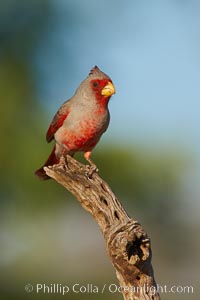 Pyrrhuloxia, male, Cardinalis sinuatus, Amado, Arizona