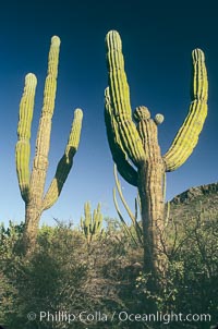 Cardon cactus, near La Paz, Baja California, Mexico.  Known as the elephant cactus or Mexican giant cactus, cardon is largest cactus in the world and is endemic to the deserts of the Baja California peninsula.  Some specimens of cardon have been measured over 21m (70) high.  These slow-growing plants live up to 300 years and can weigh 25 tons.  Cardon is often mistaken for the superficially similar saguaro of Arizona and Sonora, but the saguaro does not occupy Baja California, Pachycereus pringlei