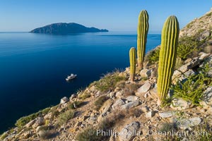 Cardon Cactus on Isla San Diego, Aerial View, Baja California, Pachycereus pringlei