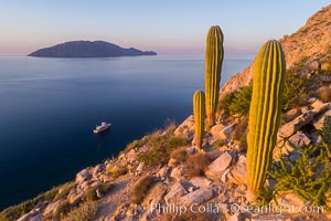 Cardon Cactus on Isla San Diego, Aerial View, Baja California. Mexico, natural history stock photograph, photo id 33575