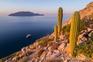 Cardon Cactus on Isla San Diego, Aerial View, Baja California