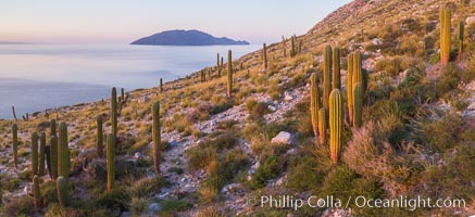 Cardon Cactus on Isla San Diego, Aerial View, Baja California, Pachycereus pringlei