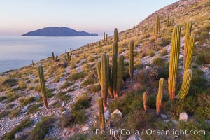 Cardon Cactus on Isla San Diego, Aerial View, Baja California