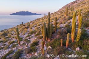 Cardon Cactus on Isla San Diego, Aerial View, Baja California, Pachycereus pringlei