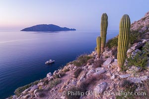 Cardon Cactus on Isla San Diego, Aerial View, Baja California, Pachycereus pringlei