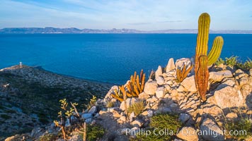 Cardon Cactus on Isla San Diego, Aerial View, Baja California