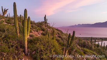 Cardon Cactus on Isla San Jose, Aerial View, Baja California, Pachycereus pringlei