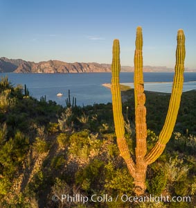Cardon Cactus on Isla San Jose, Aerial View, Baja California, Pachycereus pringlei