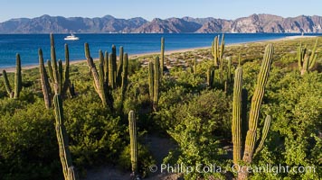 Cardon Cactus on Isla San Jose, Aerial View, Baja California, Pachycereus pringlei