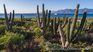 Cardon Cactus on Isla San Jose, Aerial View, Baja California, Pachycereus pringlei