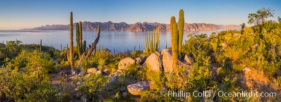 Cardon Cactus on Isla San Jose, Aerial View, Baja California, Pachycereus pringlei