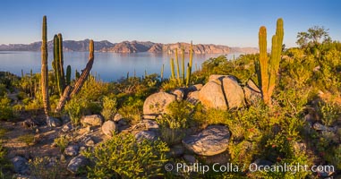 Cardon Cactus on Isla San Jose, Aerial View, Baja California, Pachycereus pringlei