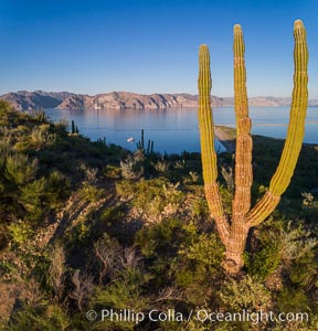 Cardon Cactus on Isla San Jose, Aerial View, Baja California, Pachycereus pringlei