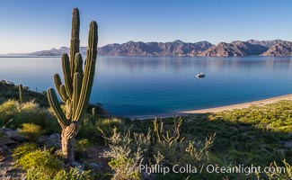 Cardon Cactus on Isla San Jose, Aerial View, Baja California, Pachycereus pringlei