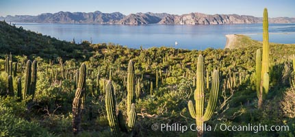 Cardon Cactus on Isla San Jose, Aerial View, Baja California. Mexico, natural history stock photograph, photo id 33692