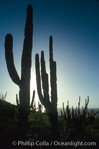 Cardon cactus, near La Paz, Baja California, Mexico.  Known as the elephant cactus or Mexican giant cactus, cardon is largest cactus in the world and is endemic to the deserts of the Baja California peninsula.  Some specimens of cardon have been measured over 21m (70) high.  These slow-growing plants live up to 300 years and can weigh 25 tons.  Cardon is often mistaken for the superficially similar saguaro of Arizona and Sonora, but the saguaro does not occupy Baja California, Pachycereus pringlei