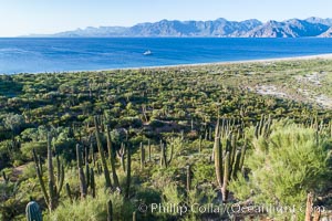Cardon on Isla San Jose, looking across to Baja California, aerial photo, Sea of Cortez, Pachycereus pringlei