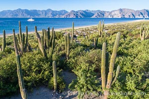 Cardon on Isla San Jose, looking across to Baja California, aerial photo, Sea of Cortez, Pachycereus pringlei