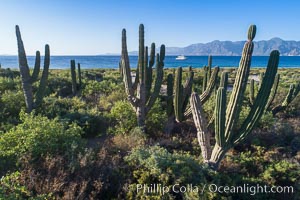 Cardon on Isla San Jose, looking across to Baja California, aerial photo, Sea of Cortez, Pachycereus pringlei