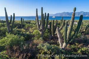 Cardon on Isla San Jose, looking across to Baja California, aerial photo, Sea of Cortez