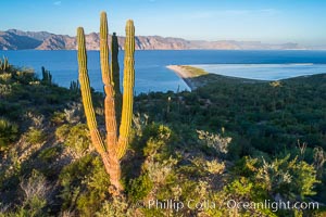Cardon on Isla San Jose, looking across to Baja California, aerial photo, Sea of Cortez, Pachycereus pringlei