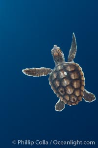 A young loggerhead turtle.  This turtle was hatched and raised to an age of 60 days by a turtle rehabilitation and protection organization in Florida, then released into the wild near the Northern Bahamas, Caretta caretta