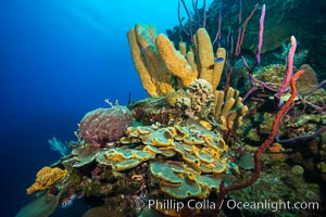 Beautiful Caribbean coral reef, sponges and hard corals, Grand Cayman Island