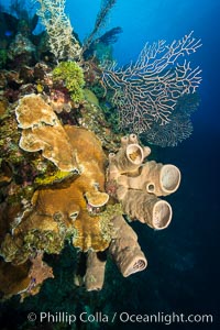 Beautiful Caribbean coral reef, sponges and hard corals, Grand Cayman Island