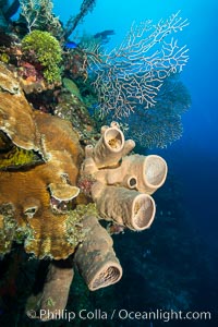 Beautiful Caribbean coral reef, sponges and hard corals, Grand Cayman Island