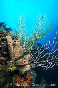 Beautiful Caribbean coral reef, sponges and hard corals, Grand Cayman Island