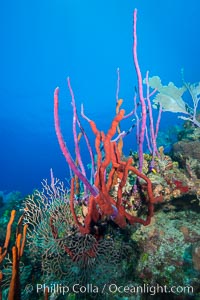 Beautiful Caribbean coral reef, sponges and hard corals, Grand Cayman Island