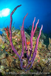 Beautiful Caribbean coral reef, sponges and hard corals, Grand Cayman Island