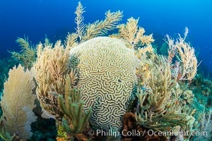 Beautiful Caribbean coral reef, sponges and hard corals, Grand Cayman Island