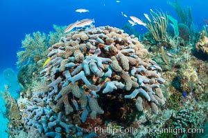 Beautiful Caribbean coral reef, sponges and hard corals, Grand Cayman Island