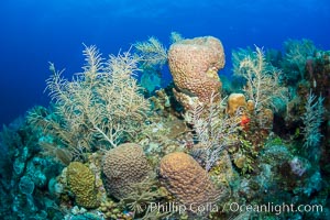 Beautiful Caribbean coral reef, sponges and hard corals, Grand Cayman Island