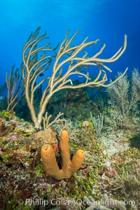 Beautiful Caribbean coral reef, sponges and hard corals, Grand Cayman Island. Cayman Islands, natural history stock photograph, photo id 32177