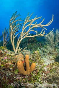 Beautiful Caribbean coral reef, sponges and hard corals, Grand Cayman Island