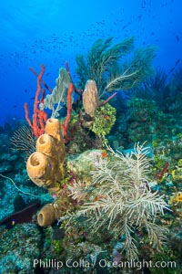 Beautiful Caribbean coral reef, sponges and hard corals, Grand Cayman Island. Cayman Islands, natural history stock photograph, photo id 32178