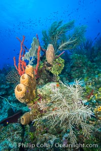 Beautiful Caribbean coral reef, sponges and hard corals, Grand Cayman Island