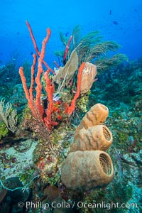 Beautiful Caribbean coral reef, sponges and hard corals, Grand Cayman Island