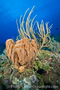 Beautiful Caribbean coral reef, sponges and hard corals, Grand Cayman Island