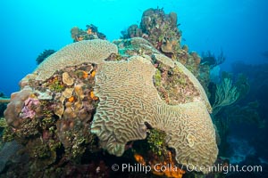 Beautiful Caribbean coral reef, sponges and hard corals, Grand Cayman Island