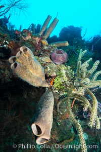 Beautiful Caribbean coral reef, sponges and hard corals, Grand Cayman Island