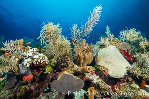 Beautiful Caribbean coral reef, sponges and hard corals, Grand Cayman Island