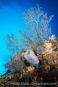 Beautiful Caribbean coral reef, sponges and hard corals, Grand Cayman Island