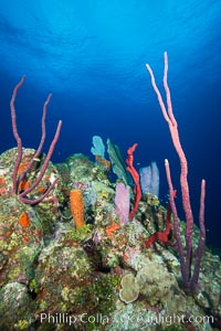 Beautiful Caribbean coral reef, sponges and hard corals, Grand Cayman Island. Cayman Islands, natural history stock photograph, photo id 32240