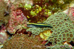 Unidentified Caribbean goby., natural history stock photograph, photo id 09468