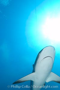 Caribbean reef shark, Carcharhinus perezi